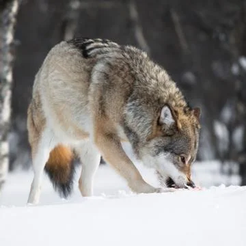 Wolf eating meat Stock Photos