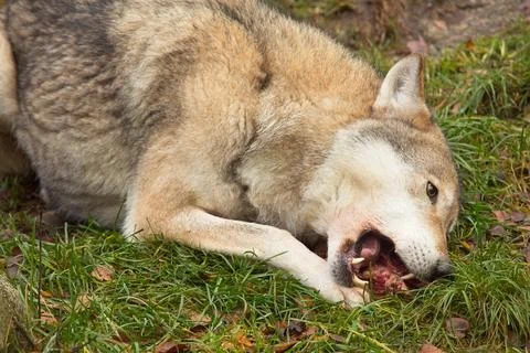 Wolf eating. Stock Photos