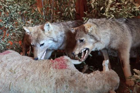 Wolf eating a sheep Stock Photos