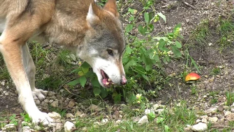 Wolf eats and goes around Stock Footage 117236504
