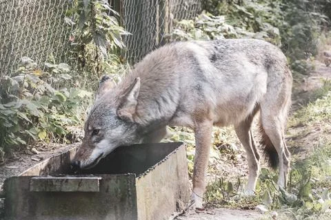 Wolf eats behind fence in the wild nature National Park Belarus. Stock Photos