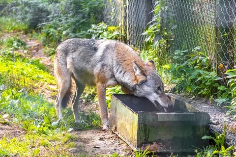 Wolf eats behind fence in the wild nature National Park Belarus. Stock Photos