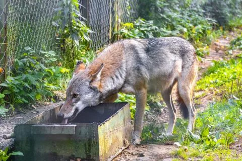 Wolf eats behind fence in the wild nature National Park Belarus. Stock Photos