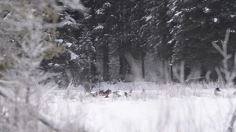 Wolf Eats Carcass In The Snow Stock Footage 71104898