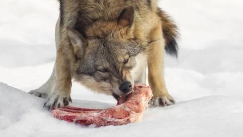 A wolf eats meat and looks directly into the camera Foto stock