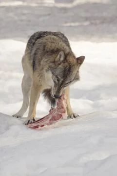 Wolf eats meat in the snow Stock-Fotos
