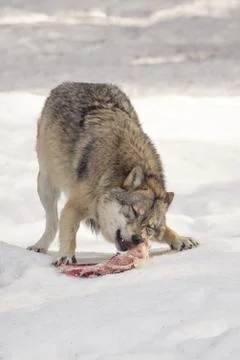 Wolf eats meat in the snow Foto stock
