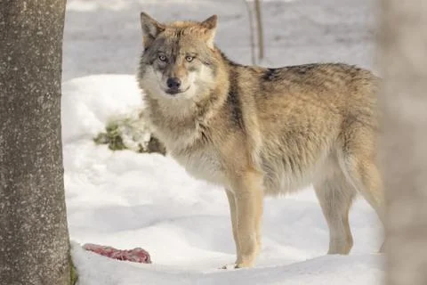 Wolf eats meat in the snow Foto stock