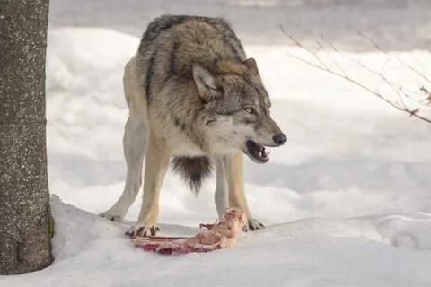 Wolf eats meat in the snow Stock-Fotos