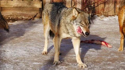 The wolf eats a piece of meat in an aviary. Video stock 170250522
