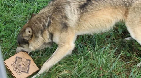 Wolf eats pizza box Stock-Footage 8778228