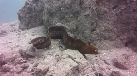 Wolf Eel attacked by Cormorant.mp4 Video stock 33223016