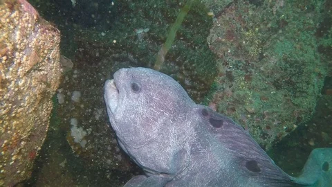 Wolf eel close up Stock Footage 88232100