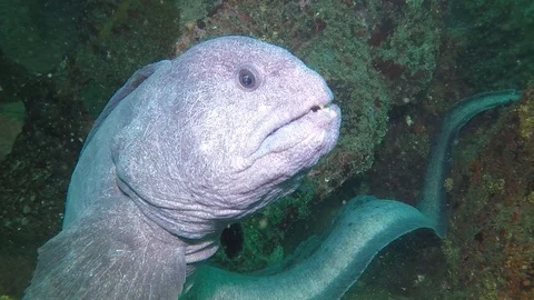 Wolf eel close up outside den Stock Footage 88231925