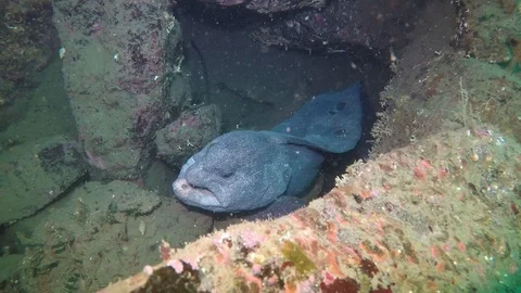 Wolf eel in den Stock Footage 88229862