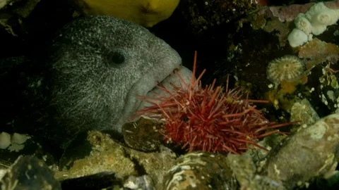 Wolf eel eating urchin Stock Footage 111264923