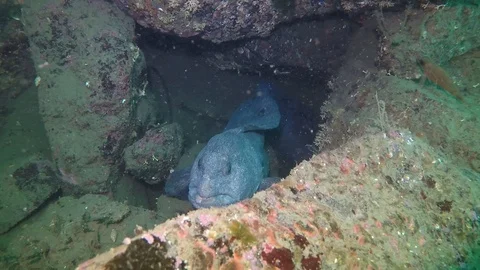 Wolf eel emerge from den Stock Footage 88231811