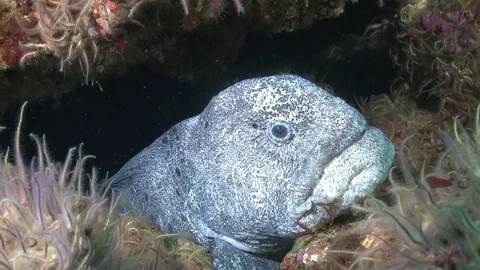 Wolf Eel Video stock 79247393