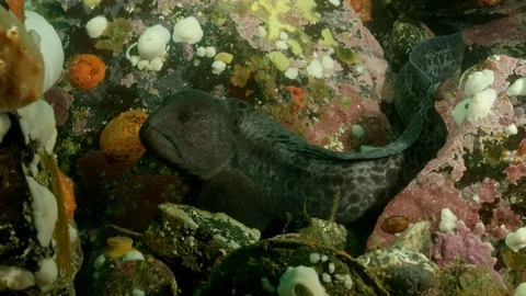Wolf eel swimming around Stock Footage 111268479