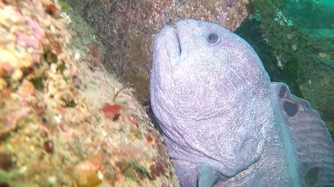 Wolf eel swims passed camera - close up view Stock Footage 88231938