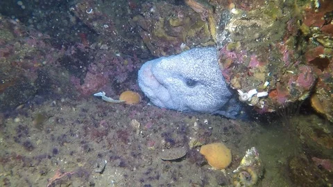 Wolf Eel Withdraws into its Den Stock Footage 88199173