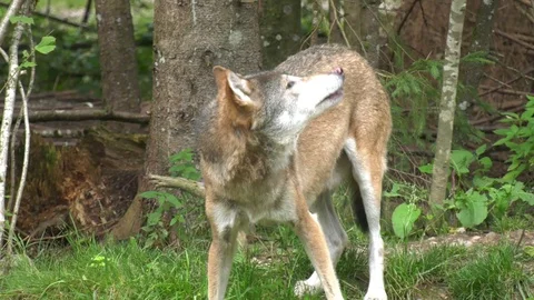 Wolf explores the surroundings Stock Footage 117236511