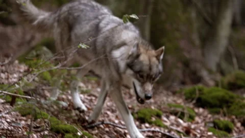Wolf exploring the forest in Bavarian Forest National Park, Germany Stock Footage 325636813