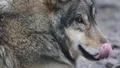 Wolf extreme Close Up 1/2 6458 HD Footage
