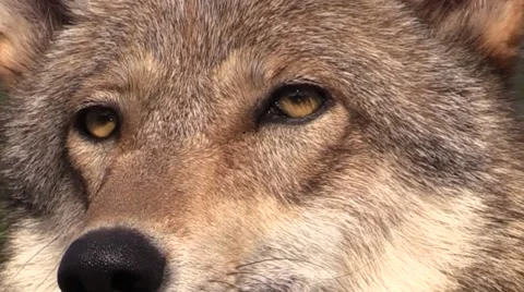 Wolf face close up Video stock 40064983