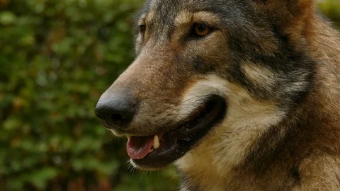 Wolf Face Close Up Stock Footage 116995341