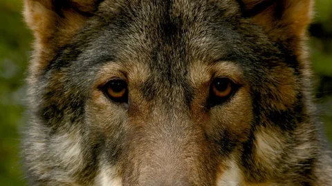 Wolf Face Close Up Stock Footage 116995528