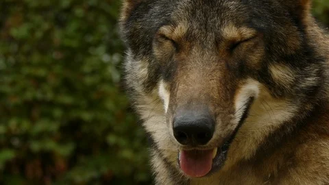 Wolf Face Close Up Stock Footage 116995731