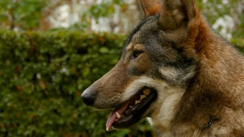 Wolf Face Close Up Stock Footage 116996062
