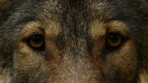 Wolf Face Close Up Stock Footage 117105186