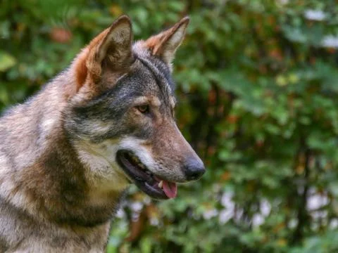 Wolf Face Close Up Stock Photos