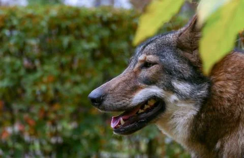 Wolf Face Close Up Stock Photos