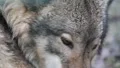 Wolf Face extreme Close Up 6457 HD Footage