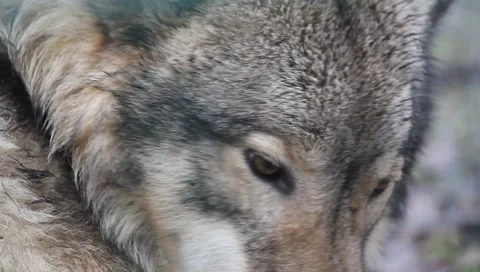 Wolf Face extreme Close Up 6457 Stock Footage 1086454