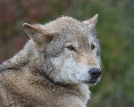 Wolf face Stock Photos