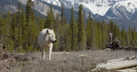 Wolf faces camera mountains in background Stock Footage 232555525