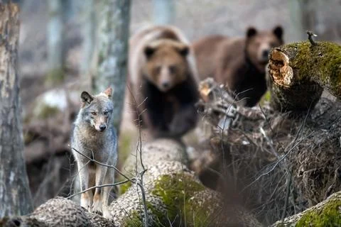 Wolf on a fallen tree with two bears in the background. Wild animal in the .. Stock-Fotos