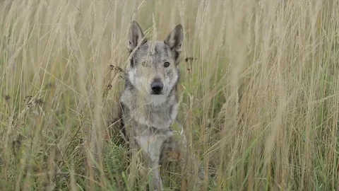Wolf in the field. Video stock 80232325