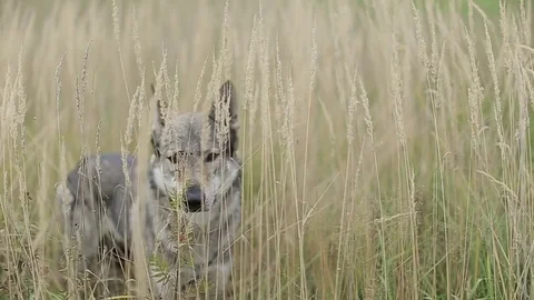 Wolf in the field. Stock Footage 80232409