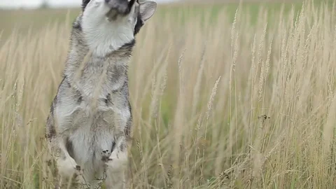 Wolf in the field. Video stock 80232499
