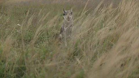 Wolf in the field. Stock Footage 80232569
