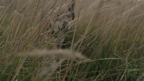 Wolf in the field. Stock Footage 80232695