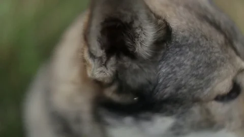 Wolf in the field. Video stock 80232751