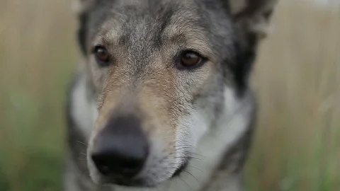 Wolf in the field. Stock Footage 80232817