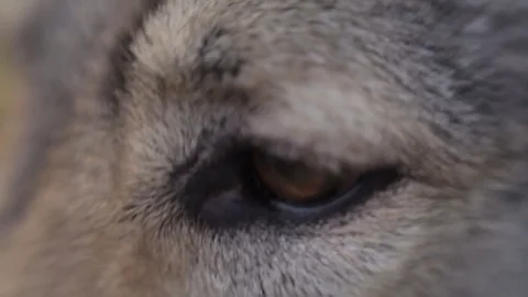 Wolf in the field. Stock Footage 80232861