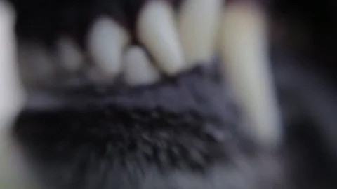 Wolf in the field. Stock Footage 80232968